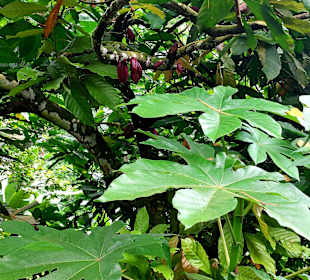 Parque Natural Obô do Príncipe