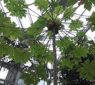 Tropicarium - Feuchte Tropen