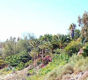 Palmen am Playa De Esquinzo