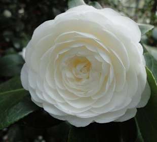 Flora