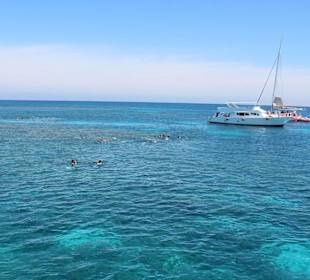 Tauchen und Schnorcheln-Schwimmen mit Delfinen 