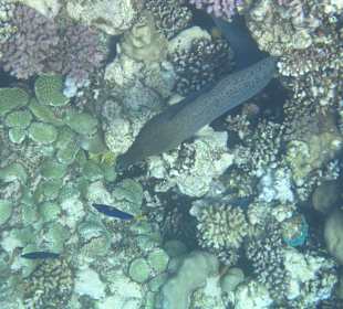 Schnorcheln Abu Dabbab