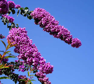 Impressionen vom Jardin des Plantes
