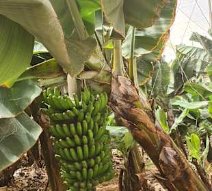 Inselrundfahrt Gran Canaria