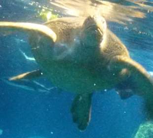 Sealife