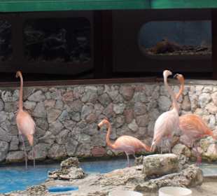 Flamingos