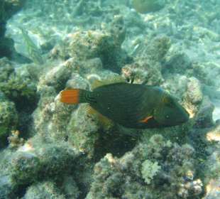 Orangestreifendrücker