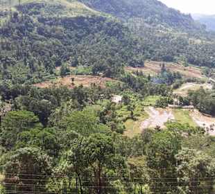 Maskeliya Teeplantage