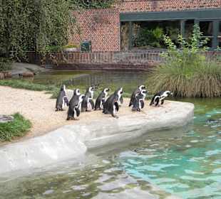 Pinguine