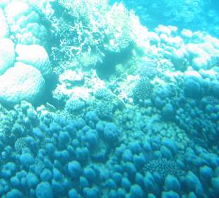 Tauchen/U-Bootsfahrt 