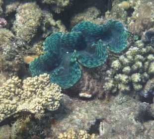 Blaue Schnappmuschel