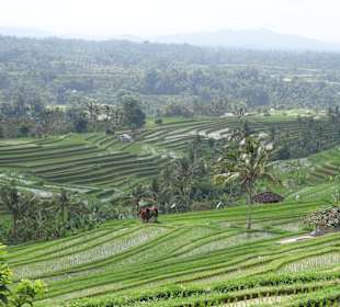 Ausflug mit Guide Otto Nusa Dua 2016: Jatiluwih Reisterassen