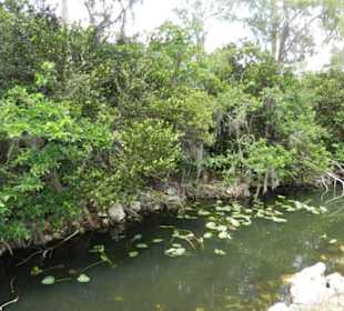 Wildlife direkt neben der Straße 2