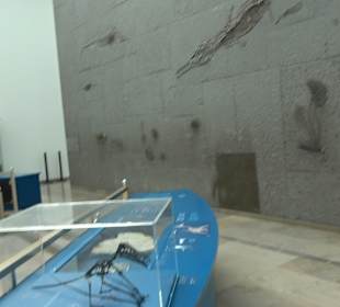 Staatliches Naturkunde Museum