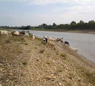 Nature provides best "brushcutter"