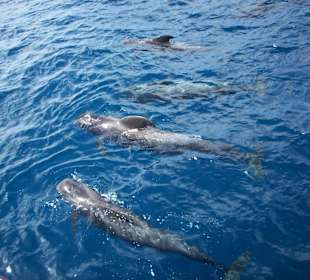 Wale direkt vor der Küste!