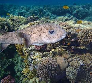 Gepunkteter Igelfisch