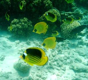 Beim Schnorcheln - Korallen und Fische