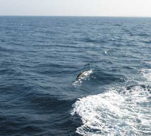 Tauchplatz Marsa Mubarak