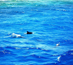 Mit Oototo zum Zweiten