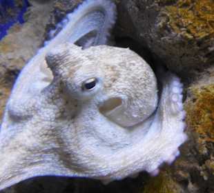 Aquarium Cala Gonone