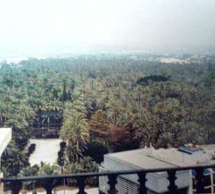 Elche von oben