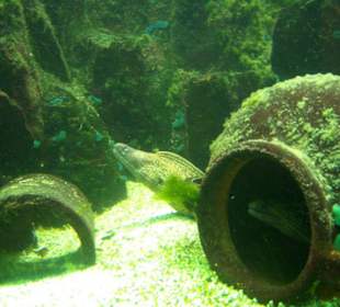 Aquarium in Erfurt