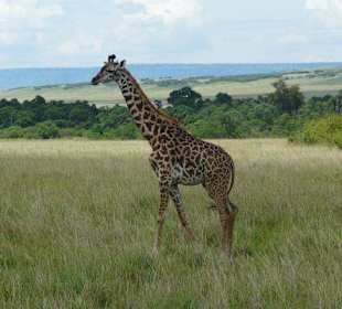 Eine von vielen Giraffen