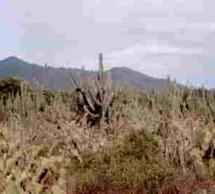 Halbinsel Macanao