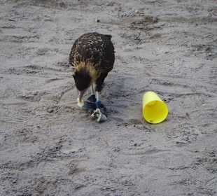 Greifvogelshow Ostersonntag