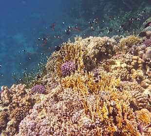 Begegnungen am Hausriff