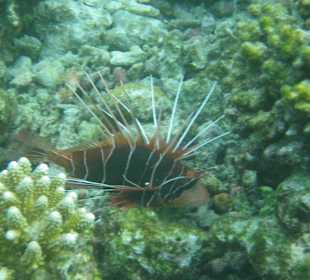 Rotfeuerfisch beim Hausriff
