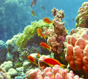 Schnorcheln Sahl Hasheesh