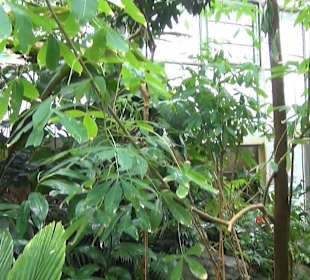 Tropicarium - Feuchte Tropen