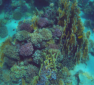 Blue Reef Red Sea Resort