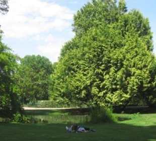 Liegewiese unter Baumriesen