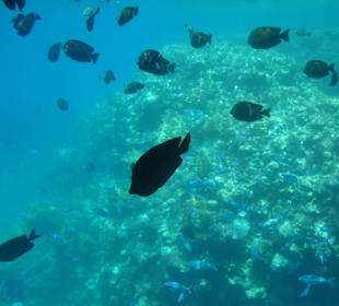 Submarine Sharm