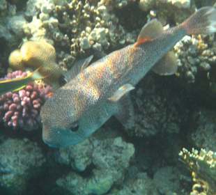 Fisch