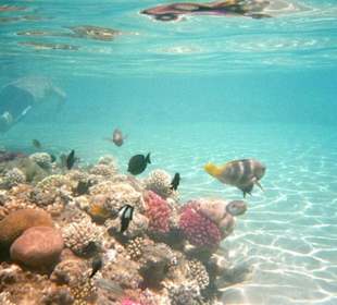 Schnorcheln am Hausriff des Hotels Fort Arabesque!