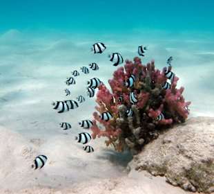 Koralle mit Preußenfische