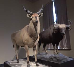 Museum der Naturkunde