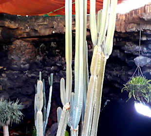 Jameos del Agua Cesar Manrique