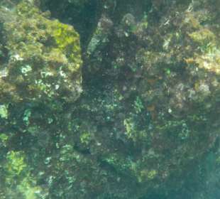 Schnorcheln beim 2. Stop 2