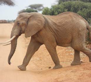 Ein Elefant der vor unserem Jeep 