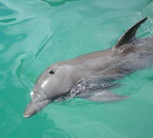 Delphin - Ocean-World