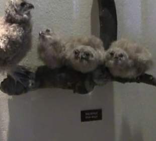 Naturhistorisches Museum