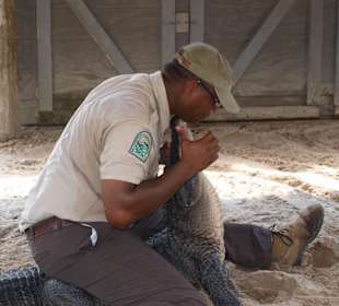 Alligatorshow im Gatorpark