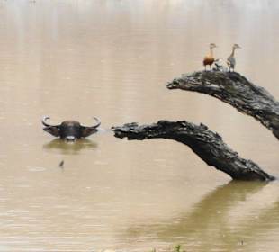 Wasserbüffel beim Bad