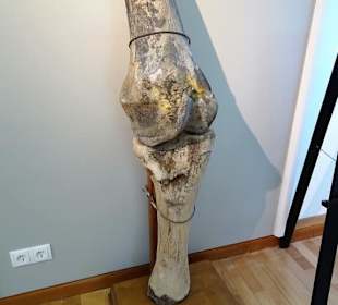 Fundstück eines Mammutknochens