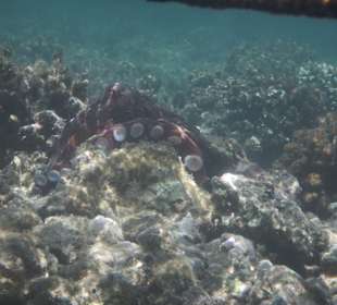 Schnorcheln Makadi Bay